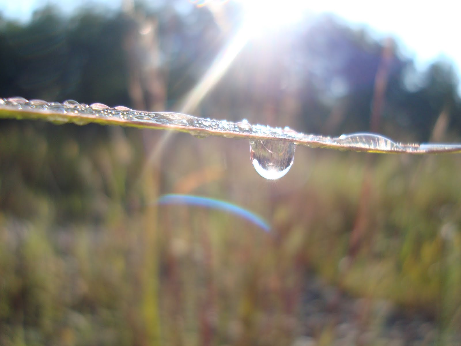 [Dewdrop4.JPG]