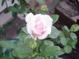Billy Graham Rose