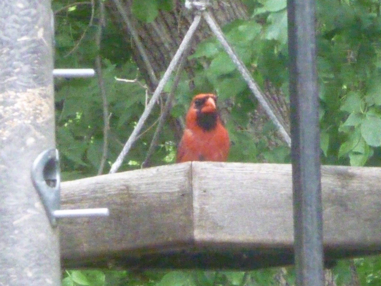 [cardinal.JPG]