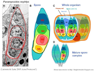 parasite diagram