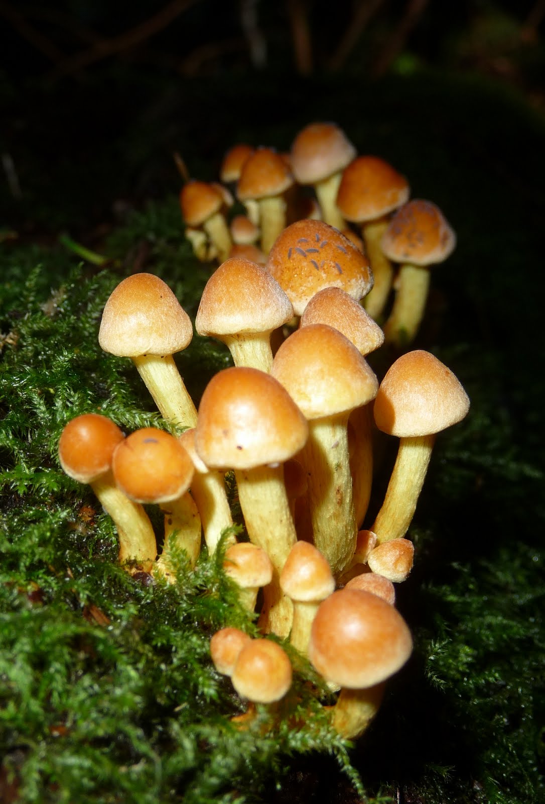 Skeptic Wonder October Mushroom Foray