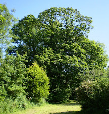 Sweet Chestnut Tree