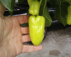 Large Peppers