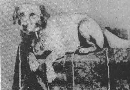 Fido, Lincoln's dog ~