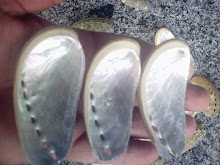 abalones conchas nacional
