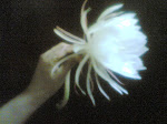 brahma kamala flower