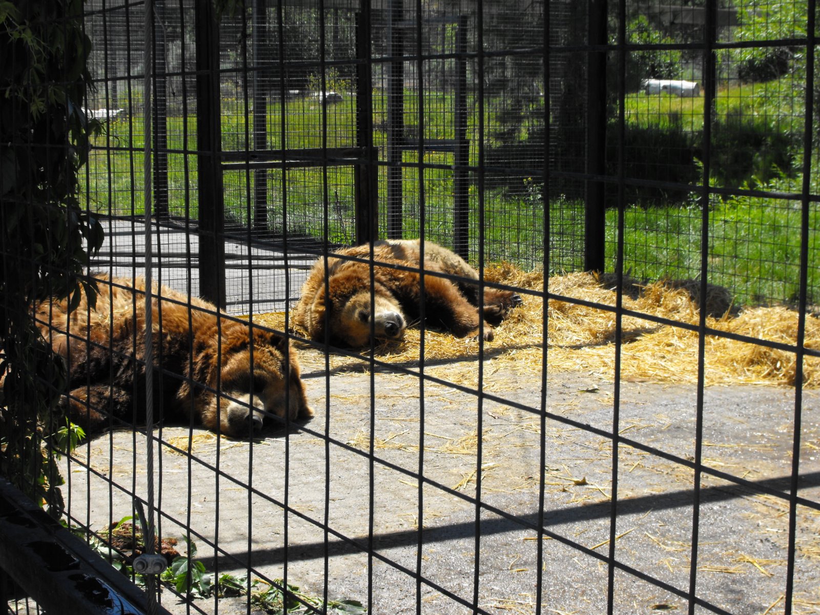 welovekamloops BC Wildlife Park Sheba the Grizzly Kamloops, BC, Canada