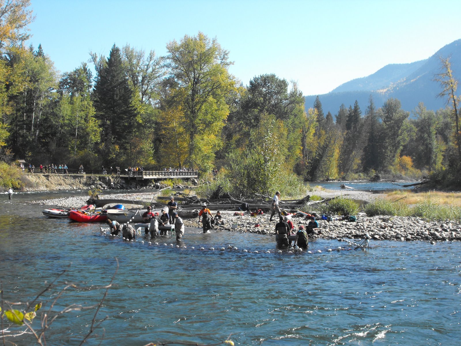 welovekamloops Sockeye Salmon Running Adams River