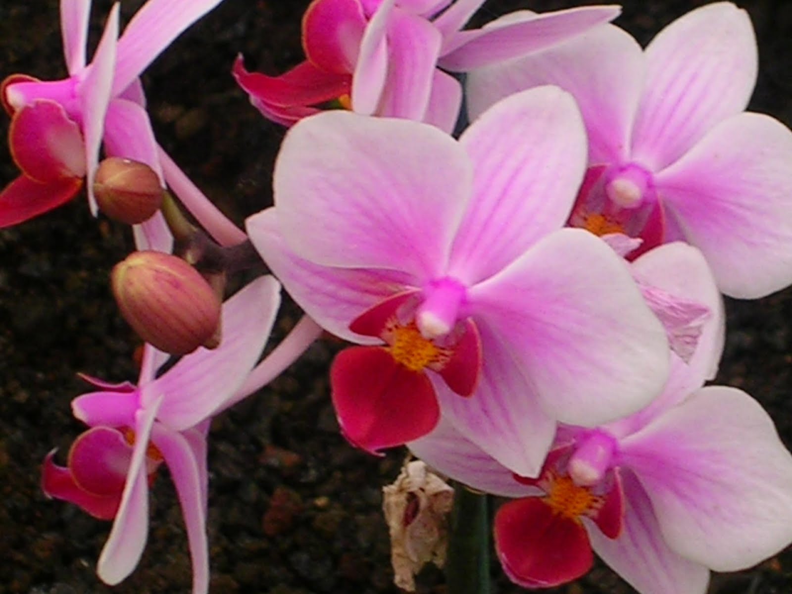 These Are The Days of One Gemini Flowers
