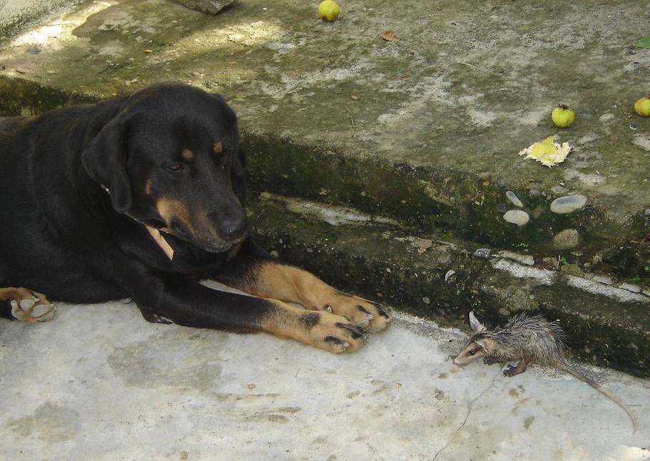Tlacuache Pictures