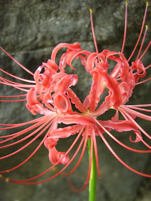 Manjusaka Flower