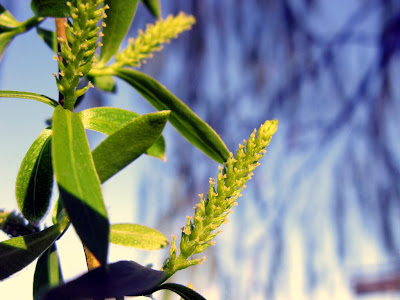 [Salix babylonica] Salix+babylonica+leaves