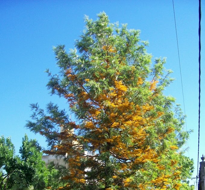 Tree Identification Grevillea robusta Silk Oak