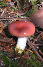 Mushroom Season in Oregon