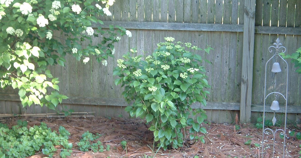 Using Georgia Native Plants Versatile Viburnums