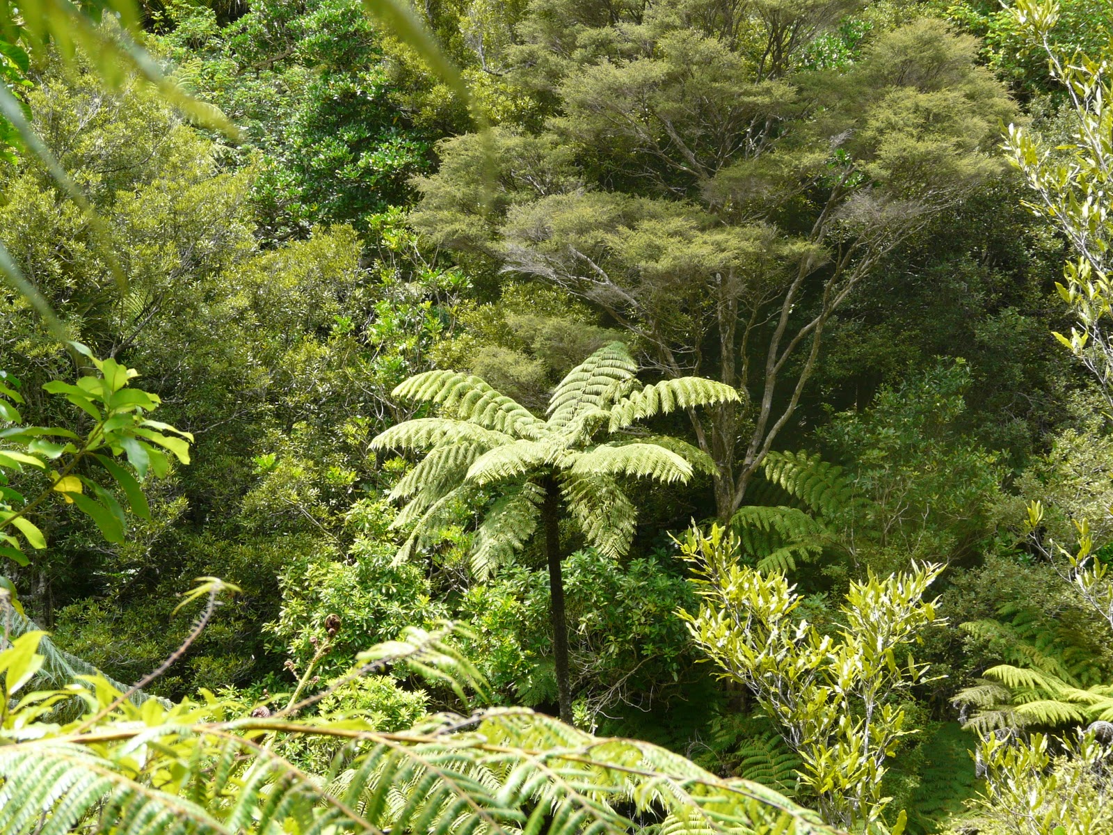 Nz Tree Fern