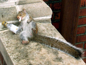 Fun With Animal : Animal Funny Photos 
