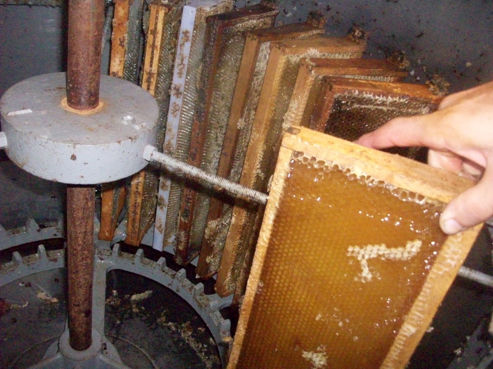 Honeyrun Farm August 2010 Honey Extraction