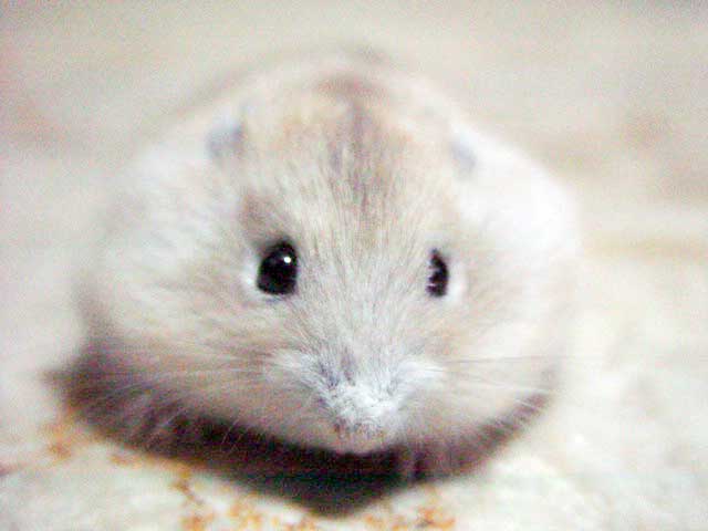 [hamster1.jpg]