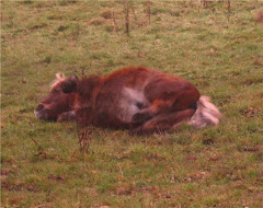 Buttons having a roll