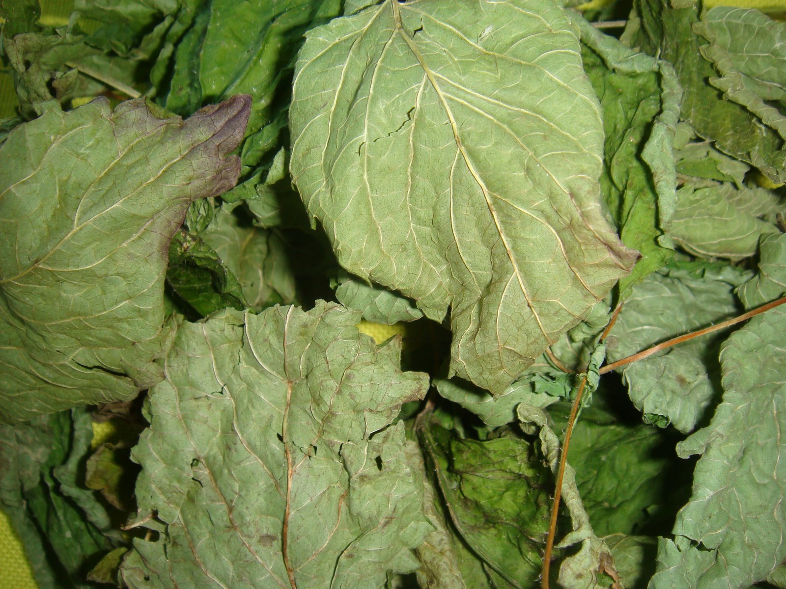 [DSC00642.JPG]
