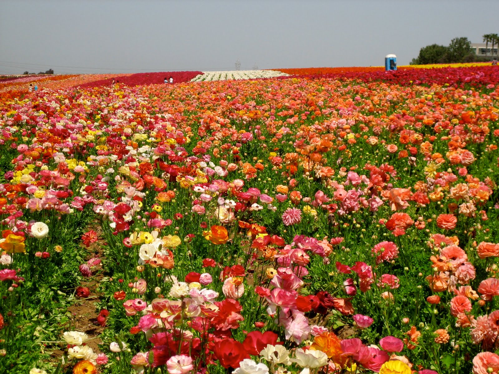 Beautiful Flowers Fields