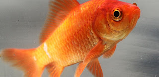 Common Goldfish - Goldfish Care