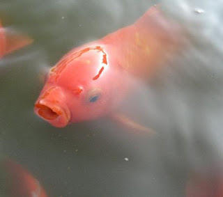 Common Goldfish in A Pond