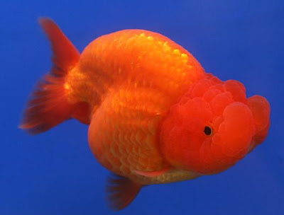 Ranchu Goldfish