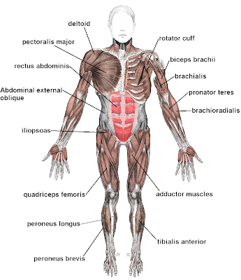 muscles of human body. muscles on the human body