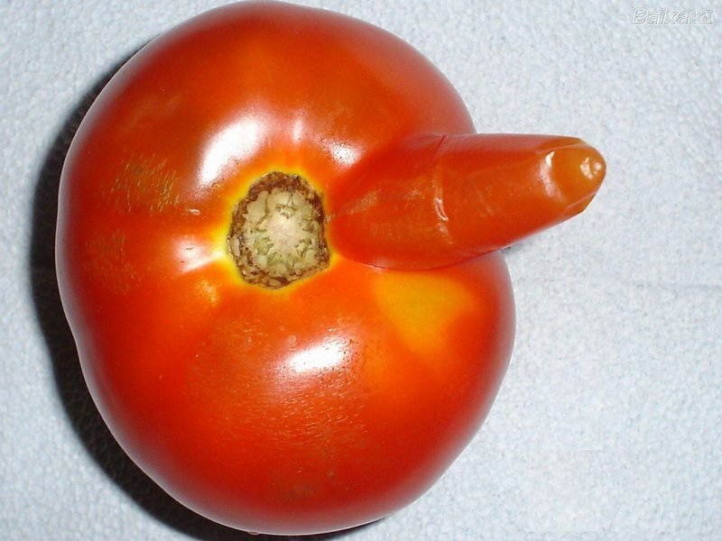 [tomates.bmp]