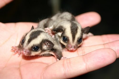 An Overview on Caring For Baby Sugar Gliders