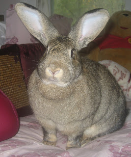 flemish giants for adoption