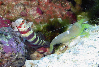 aquarium adventures february 2009