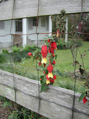 Bleeding Hearts