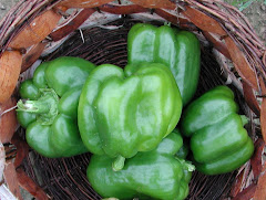 Bell peppers, still warm from picking