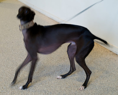 Italian+greyhound+puppies+florida