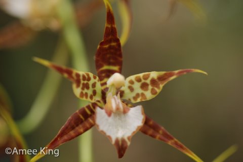 [orchidsoaxaca-2.jpg]