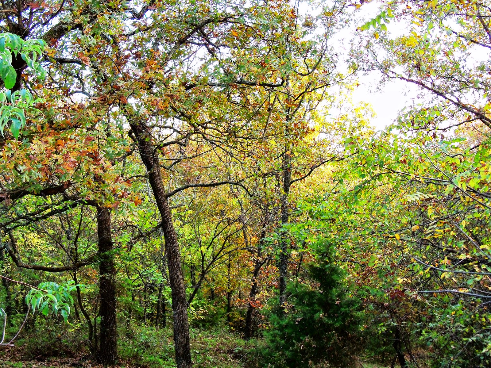 Yard and Garden Secrets Hardwood Tree Habitat for Wildlife