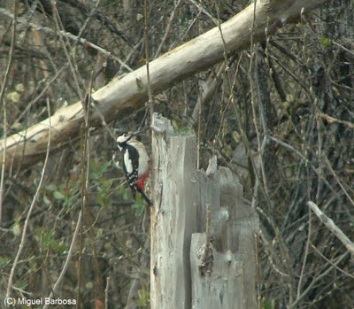 [Blog+Pica-pau2.JPG]