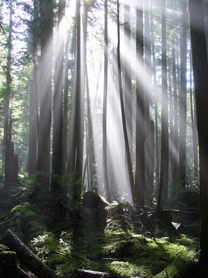 Sunshine Coast, British Columbia, Canada, nature, forest, mist, sunlight