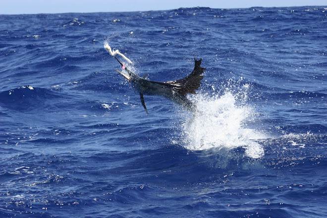 Sailfish 2