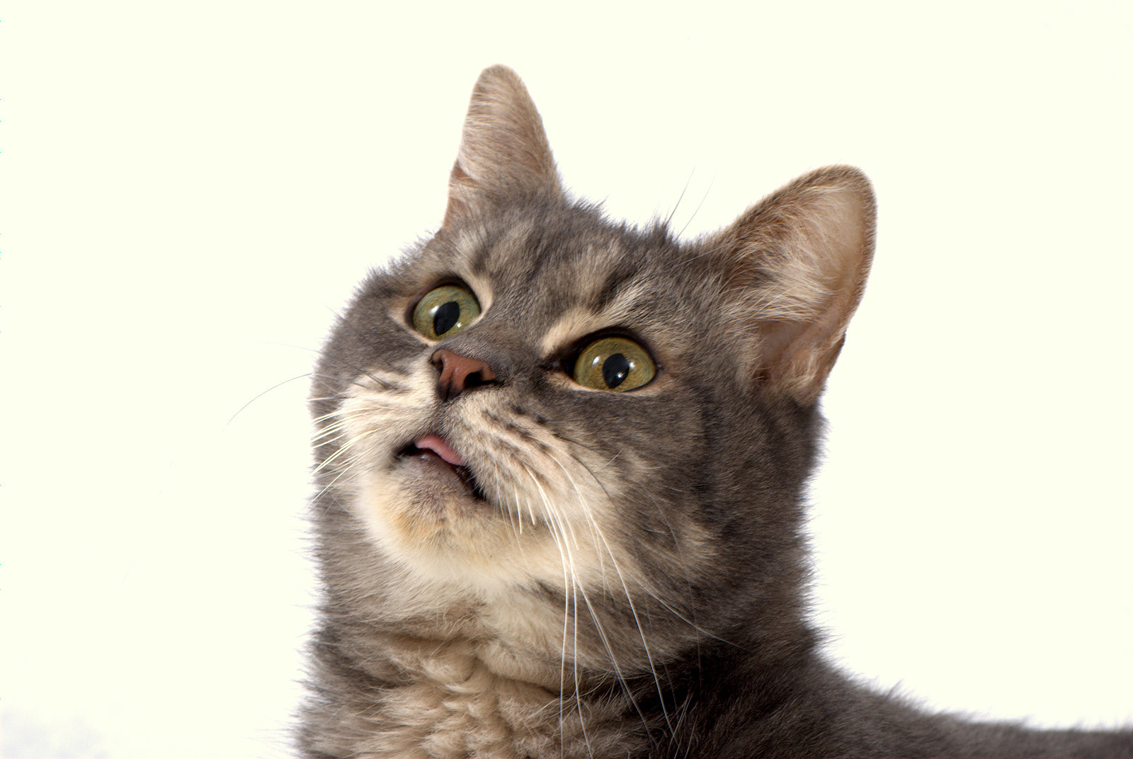 [pussies_080513_011_NSH_O.jpg]