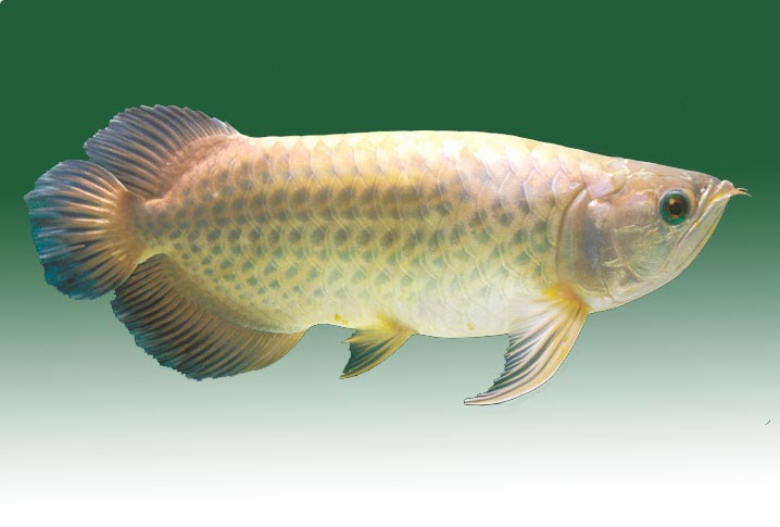 Crossback Golden Arowana: Green Arowana