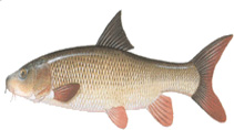 [barbo.jpg]