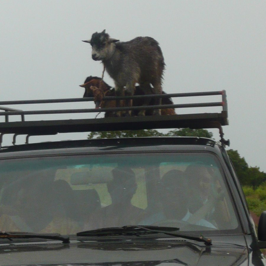 [P1010843_roofgoat.jpg]