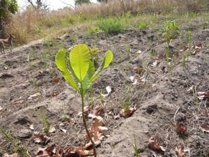 [P1030484_smallJohncashewseedling.jpg]