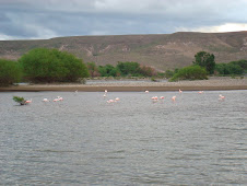 Pink Flamingos in the Desert?