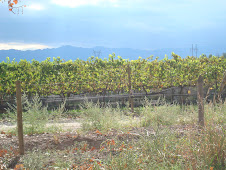 Wine tour scenery via bicicleta.