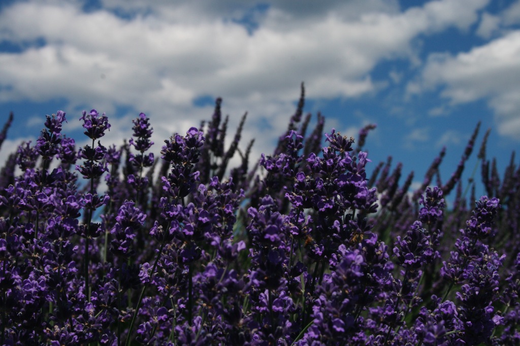 Gourmet Pens Back to Winnipeg...